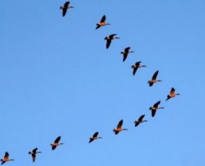 DAYANIŞALIM TABİİ DE…