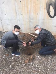 MEŞE PALAMUTU DİKTİK