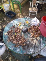 MEŞE PALAMUTU TÜPLEDİK