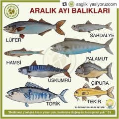 MAVİ VATANDA BALIK NEDEN ÇOK AZ? – Cengiz KARAKÖSE – Ande Sitesi