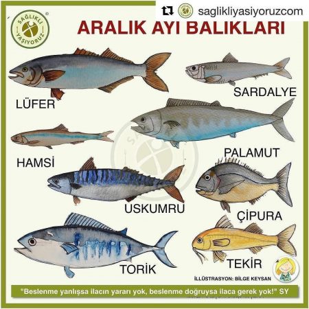 MAVİ VATANDA BALIK NEDEN ÇOK AZ? – Cengiz KARAKÖSE – Ande Sitesi