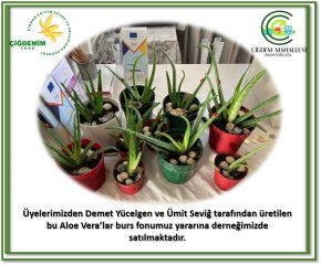 ALOE VERA’LAR BURS FONU YARARINA