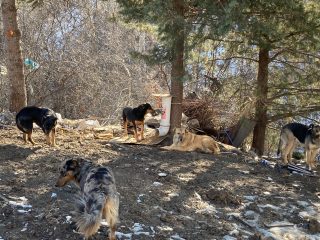 SOKAK KÖPEKLERİ BİLGİLENDİRME-2