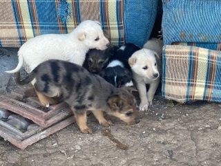 ŞİRİNDERE SOKAK KÖPEKLERİ BİLGİLENDİRME-1