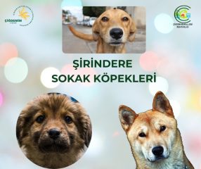 ŞİRİNDERE KÖPEKLERİ