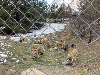 Sokak Köpekleri Bilgilendirme Notu-7