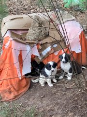 ŞİRİNDERE SOKAK KÖPEKLERİ BİLGİLENDİRME-5