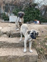 ŞİRİNDERE SOKAK KÖPEKLERİ BİLGİLENDİRME-3