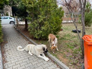 SOKAK KÖPEKLERİ BİLGİLENDİRME NOTU-6