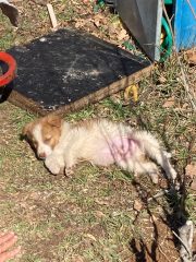 ŞİRİNDERE SOKAK KÖPEKLERİ BİLGİLENDİRME-4