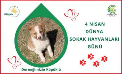 SOKAK HAYVANLARI GÜNÜ