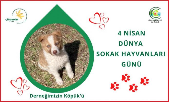 SOKAK HAYVANLARI GÜNÜ