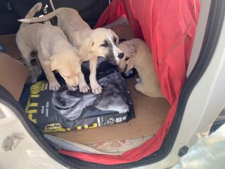 SOKAK KÖPEKLERİ ÇALIŞMASI BİLGİLENDİRME-11