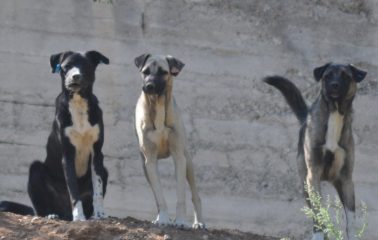 SOKAK KÖPEKLERİ BİLGİLENDİRME