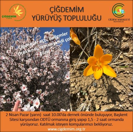 ORMANDA YÜRÜYÜŞ