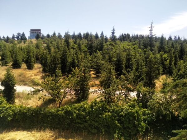 ÇİĞDEMDE YEŞİLİME DOKUNMA